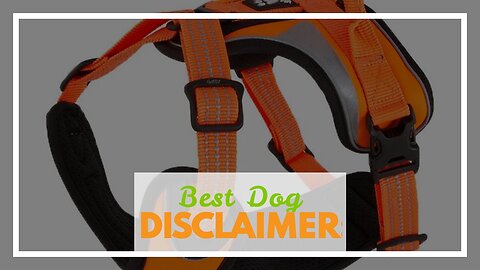 Best Dog Walking Gear