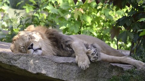 {ASMR} Lion Snoring Sleeping Zoo Cat- 1 Hour Ambience Tingle Sounds Sleep Relax Study (NO TALKING)