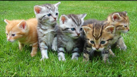 Cute Cat Video Cute Animal's Cute Baby cat video Cute Baby Cat Funny Video