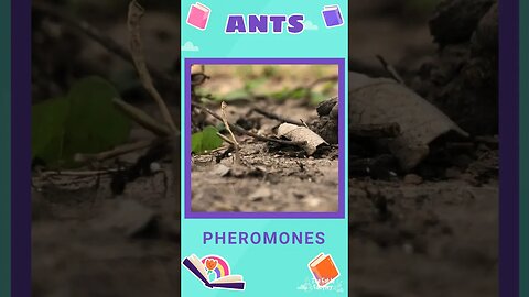 Facts about Ants 🐜🐜 #education #facts