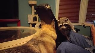 A Dog Playing With A Raccoon Is Just What You Need To See Today.