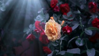 Relaxing Magical Spooky Music - Night Rose Garden ★379