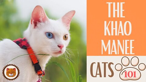 🐱 Cats 101 🐱 KHAO MANEE CAT - Top Cat Facts about the KHAO MANEE