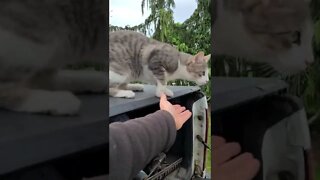 Kitty wants to help!