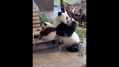 Baby panda falls down 😂😂#animals #pets #panda