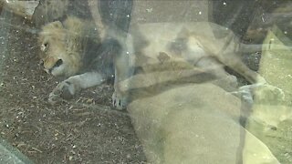 11 African lions at the Denver Zoo test positive for COVID-19