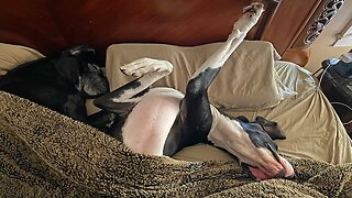 Great Danes Snuggle Up Under The Bed Covers