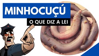 Dúvidas Frequentes sobre Criação de Minhocas (Profissional e Amadora) | Minhocas Belo Horizonte