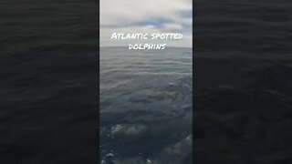 Atlantic Spotted Dolphins at the Big Rock #shorts