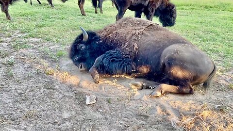 Bison Breeding Behavior I've Never Seen Before!
