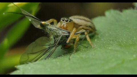 Spider with prey Small Striped Jumping Spider