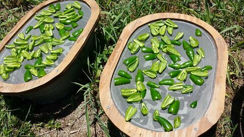 Jalapeño Peppers, Solar Dehydrate and Hand Grind. Rough Cut Homestead