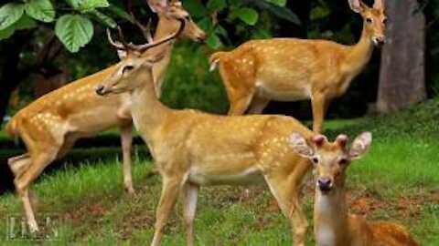 ANIMAUX SAUVAGES - Océan, jungle, milieu naturel - Vidéo HD