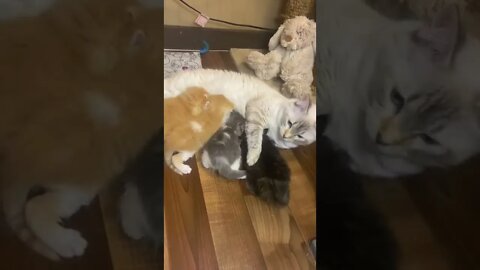 Kitten Nursing Chaos