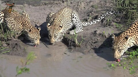 Leap Of Leopards - Mother And Cubs (24): Playing Makes You Thirsty!