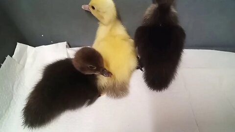 3 Muscovy Ducklings, 1 day old, ( 08/06/2020 ) ( Video 1 )