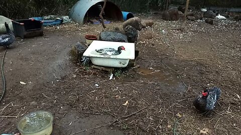 Muscovy Ducks having a bath 13th July 2021