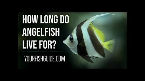 Your Angelfish Might Not Life As Long As You think: Their lifespan & More