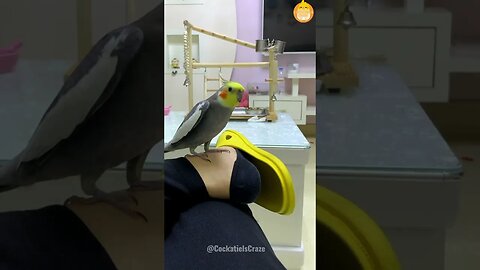 Joyful Cockatiel Jojo's Serenades | Heartwarming Cockatiel Singing Compilation