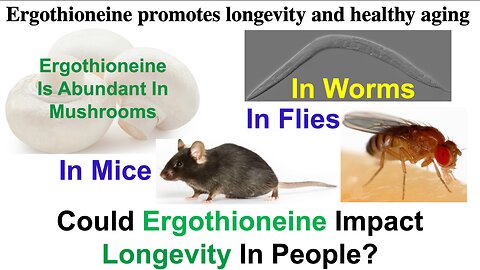 Ergothioneine Extends Lifespan In Worms, Flies, And Mice: What About In People?