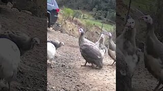 Baby guinea fowl fluttering