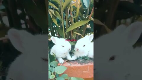 Funny and Cute Baby Bunny Rabbit Videos 🐇 Baby Animal Funny Video Compilation 2022