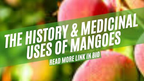 The history and medicinal benefits of mangoes