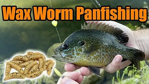 Shellcracker, Longear, Bluegill, Redbreast Panfishing in Creeks and Ponds with Artificial Wax Worms