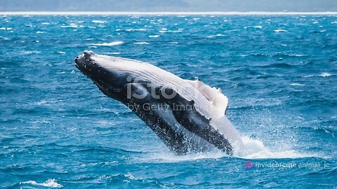 Whale Watching in Japan: Giants of the Pacific