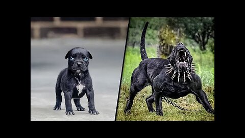 🔴Before & After Animals Growing Up. Incredible Animal Transformations