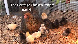 The Heritage Chicken Project. part 4