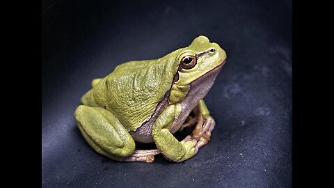 10 Unique Characteristics of Frog