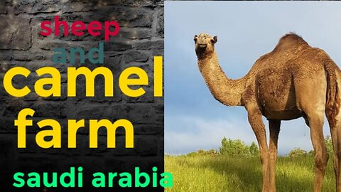 Saudi Arabia farms of sheeps and Camel