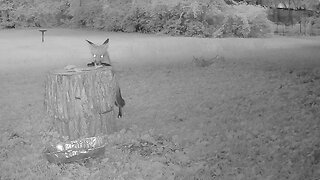 Fox Eats Bread & Gets Spooked Twice