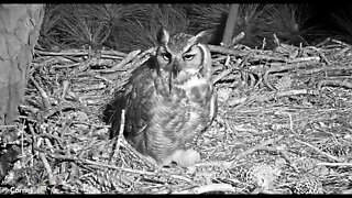 Breakfast Time 🦉2/24/22 04:22