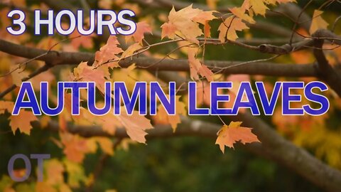 AUTUMN LEAVES IN THE WIND | Relax/ Sleep/ Study/ 3 Hours of nature sounds for relaxation| meditation