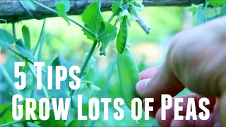 How to Grow Peas - 5 Steps For A Continuous Supply & DIY Free Easy Trellis