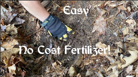 Make No Cost Liquid Fertilizer For Your Garden/Homestead