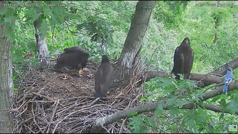 Hays Bald Eagles Nest has Blue Jay Visitor Again 2022 05 26 8:59am