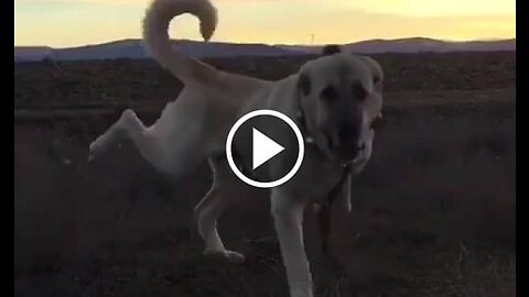 4*4 Aanatolian shepherd dog