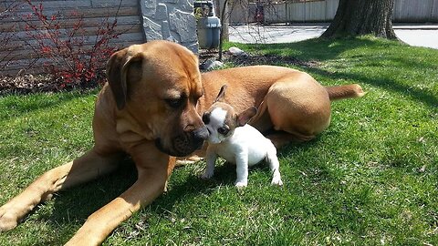 3 Dogs playing