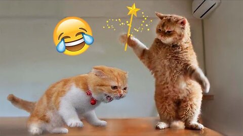Funniest Animals 2023 😂 Funny Dogs and Cats Videos 😺🐶