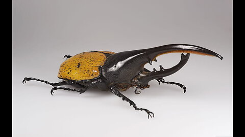 Hercules Beetles