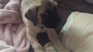 English Mastiff scolds puppy for "back talking" owner