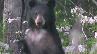 Territorial Black Bear - PA Wilds Early June 2023