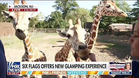 Feed The Giraffes At New Jersey's Six Flags
