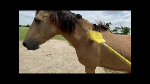 Grooming With A Broom - A Broom Is A Good Alternate Brush For Horses - Desensitizing Horses