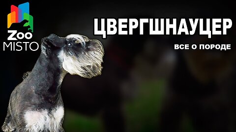 📹 Цвергшнауцер - Все о породе собаки | Собака породы Цвергшнауцер