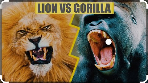 The king lion vs gorilla