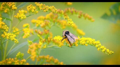 Shaggy Bumblebee pollinating and collects nectar from the yellow flower of the plant